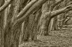Usa-California Huge cypress trees grow in a line near a Point Reyes road Art Print